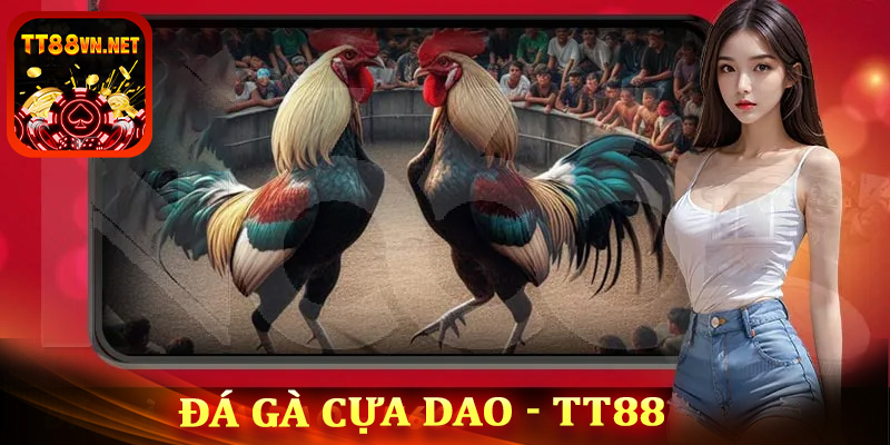 Đá gà cựa dao